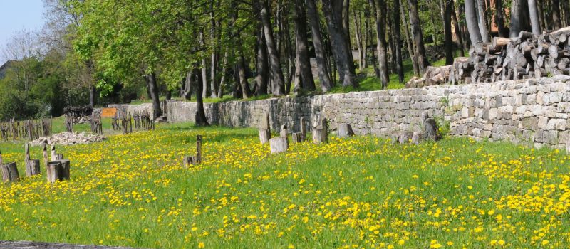 Wiese mit Stühlen aus Holzstämmen vor mit Steinmauer abgesetzten Bäumen