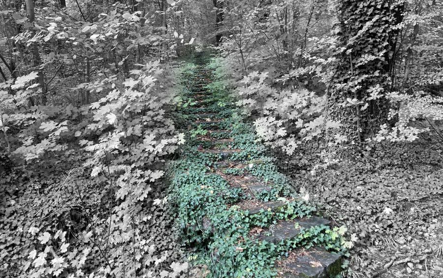 Von Efeu umwucherte Steintreppe im Wald